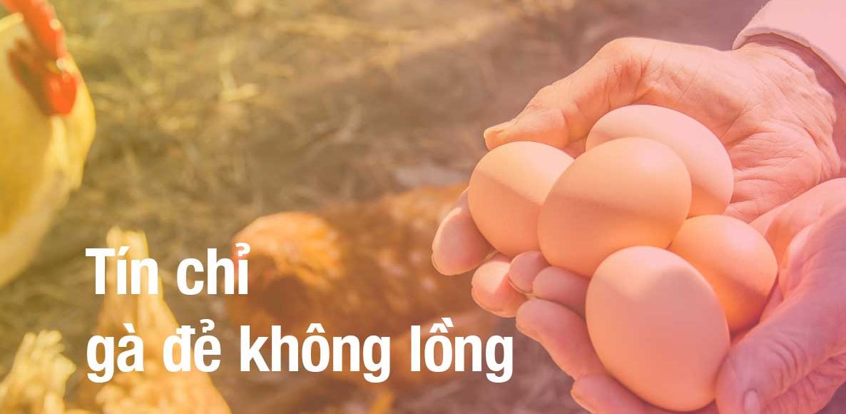 tín chỉ gà đẻ không lồng