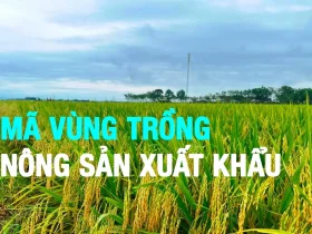 mã vùng trồng