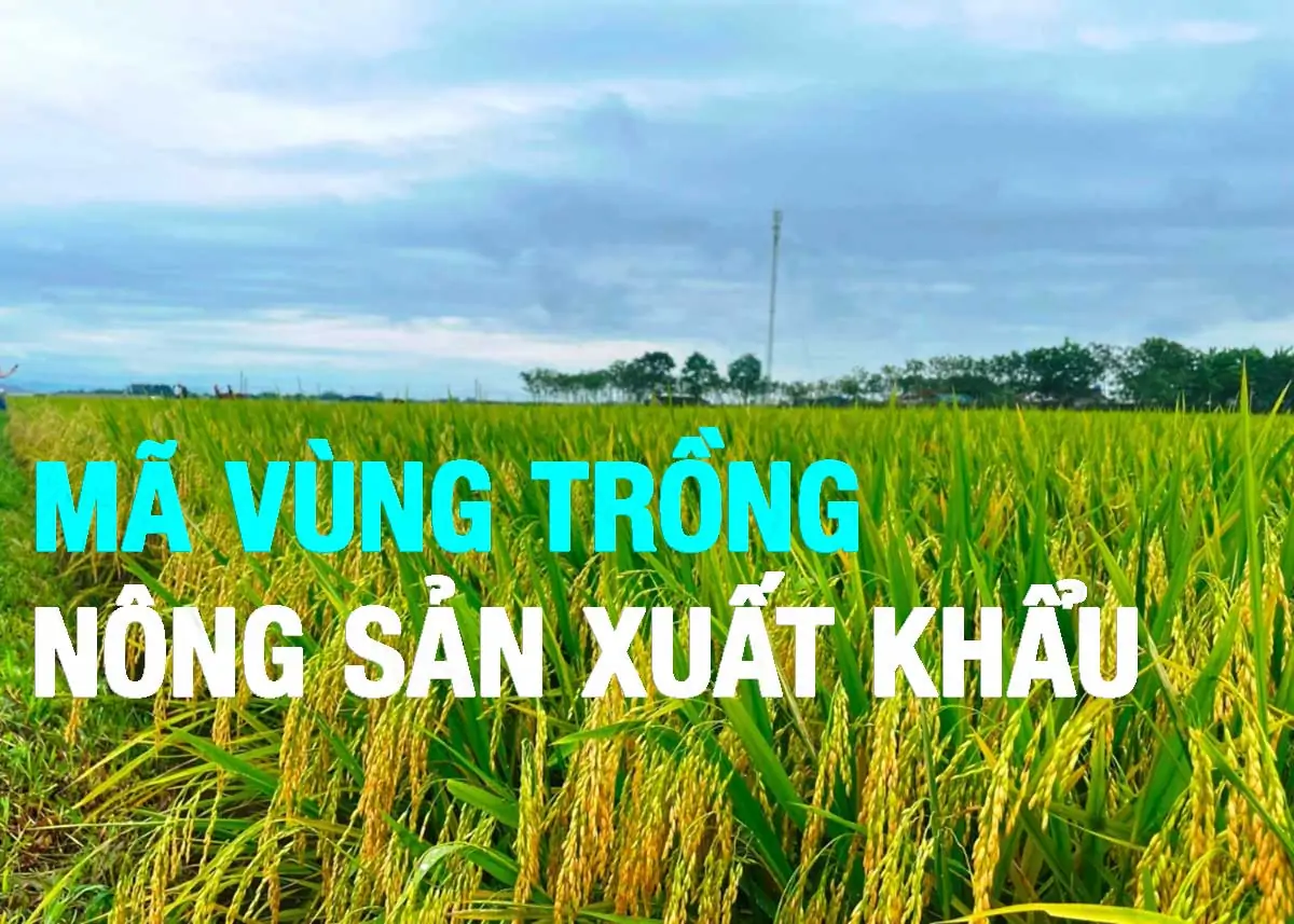 mã vùng trồng