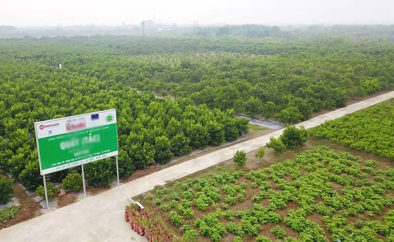 Khuyến nghị & Giải pháp nâng cao hiệu quả vùng trồng