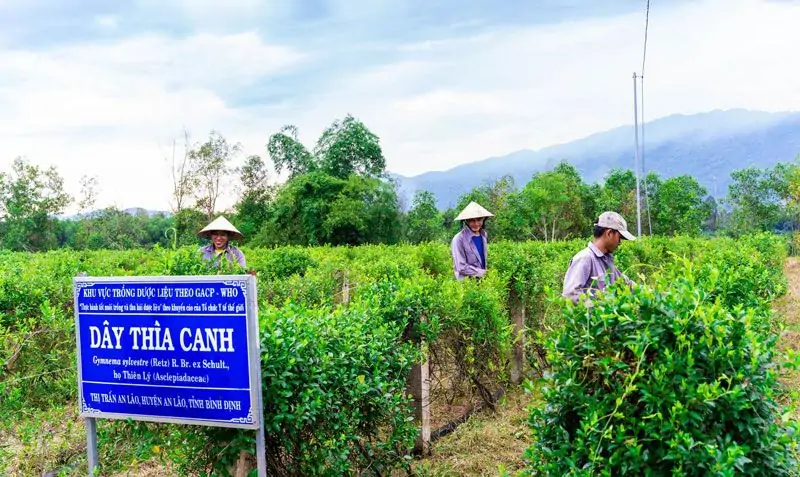 Thủ tục cấp mã số vùng trồng