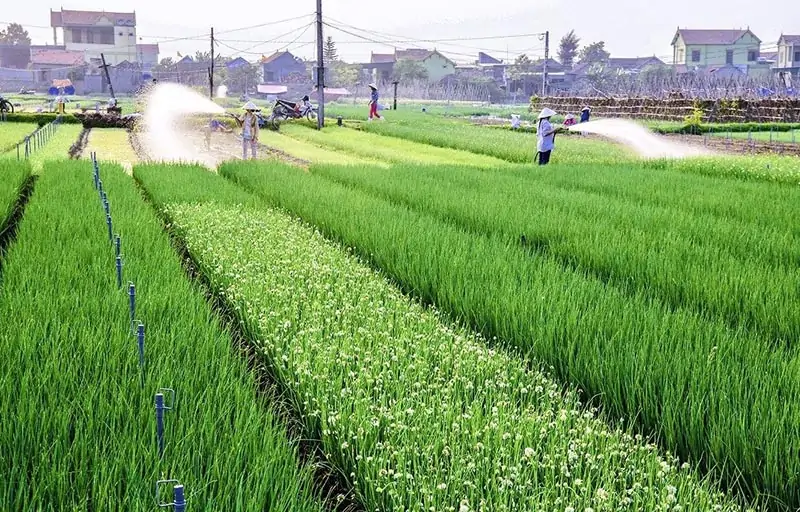 Quy trình xin cấp & Quản lý Mã vùng trồng