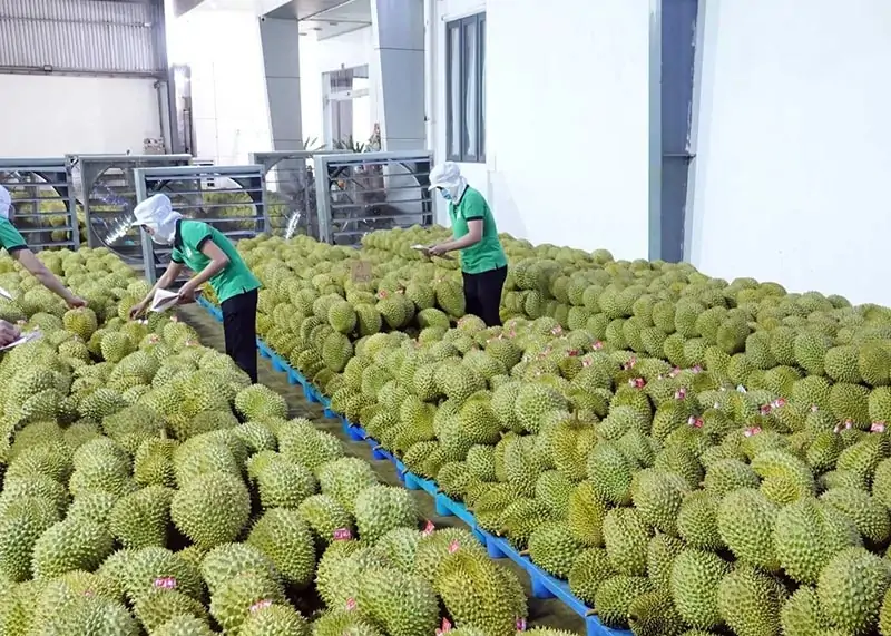 Sầu riêng - Điểm sáng xuất khẩu