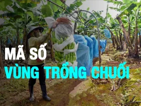 mã vùng trồng chuối