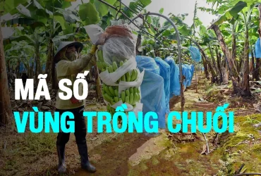 mã vùng trồng chuối