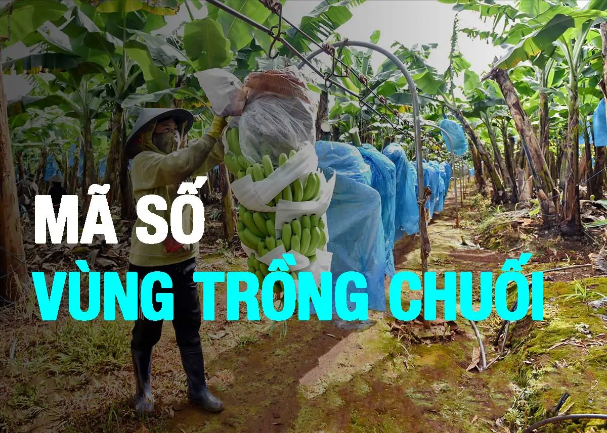 mã vùng trồng chuối