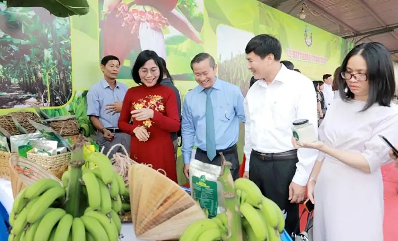 Thực trạng sản xuất và cấp mã vùng trồng chuối ở Việt Nam