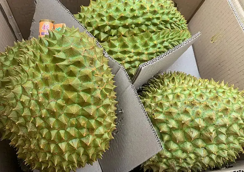 Động lực tăng trưởng cho ngành sầu riêng