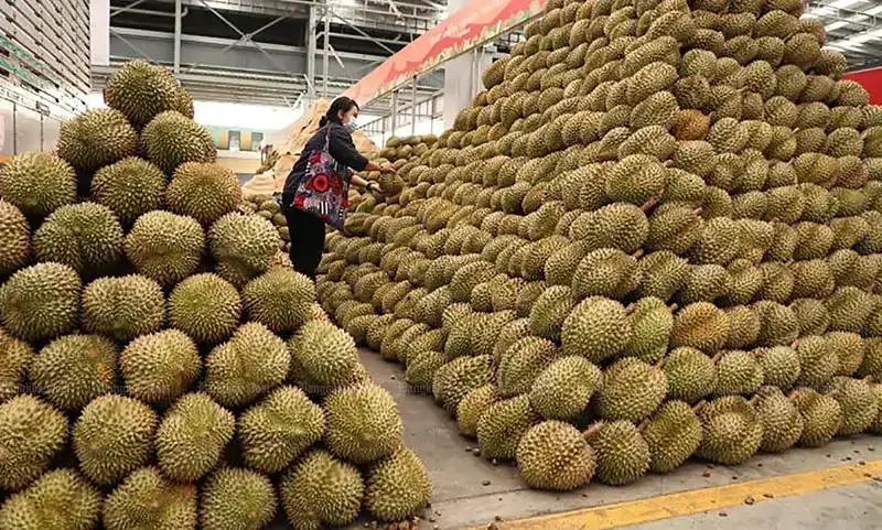 con đường xuất khẩu sầu riêng vẫn tiềm ẩn nhiều thách thức