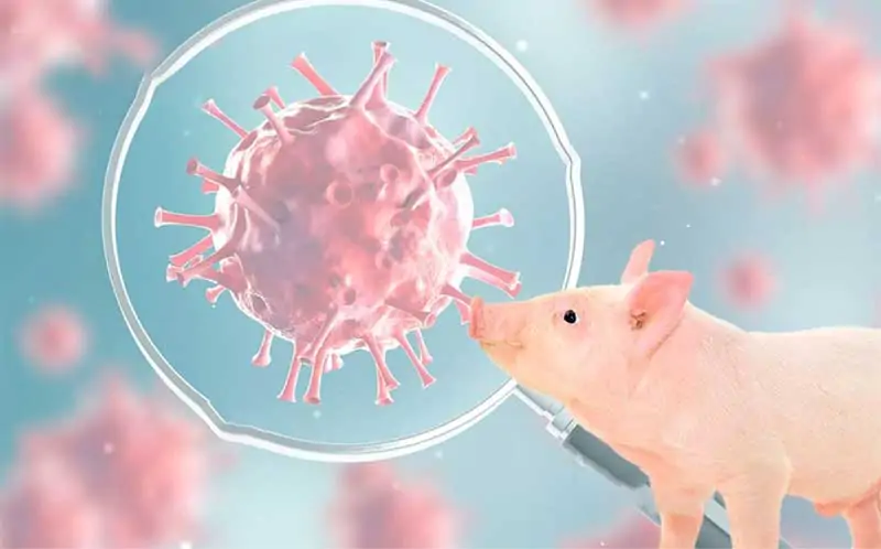 Virus tả châu Phi có lây sang người không
